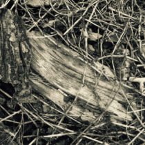 Twigs and bark