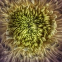 This flower can't be white